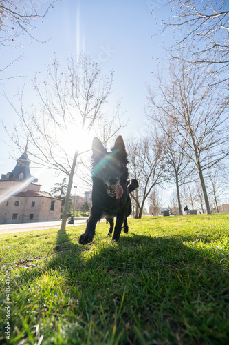 Happy black pretty dog ​​in the park in sunlight with tongue out running in the park © Daniel
