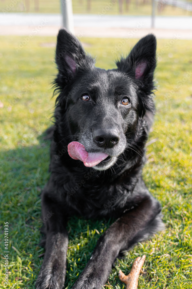 Happy black pretty dog in the park in sunlight with tongue out running in the park Happy black pretty dog in the park in sunlight with tongue out running in the park