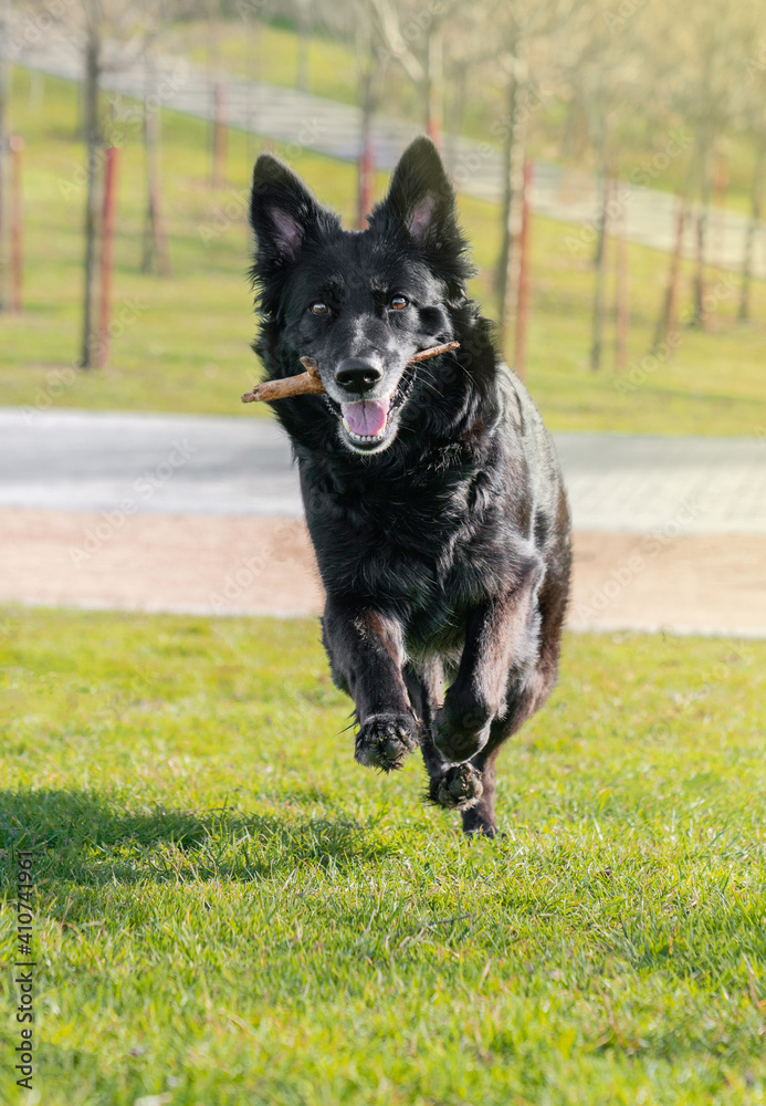 Happy black pretty dog ​​in the park in sunlight with tongue out running in the parkHappy pretty black dog in the park in the sunlight with his tongue out running in the park with a stick in his mouth