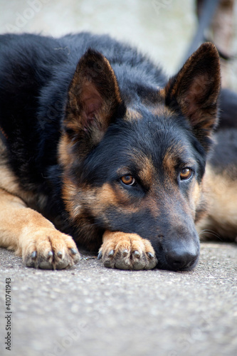 Deutscher Schäferhund mit treuem Blick