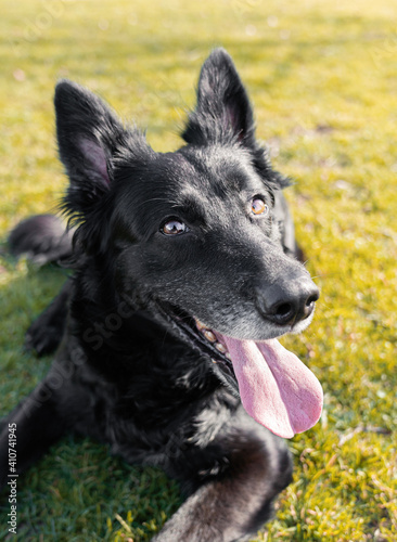 Happy black pretty dog ​​in the park in sunlight with tongue out running in the park © Daniel