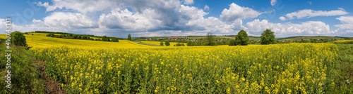 Road through spring rapeseed yellow blooming fields panoramic view  blue sky with clouds in sunlight. Natural seasonal  good weather  climate  eco  farming  countryside beauty concept.