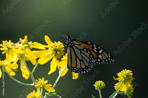 Butterfly 2020-65   Monarch butterfly  Danaus plexippus 