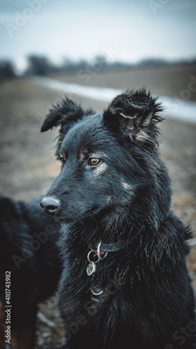 portrait of a dog