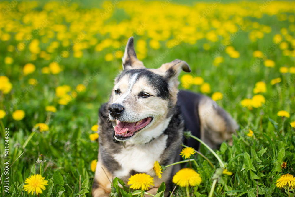 Cute dog in spring in yellow flowers in a dandelion field