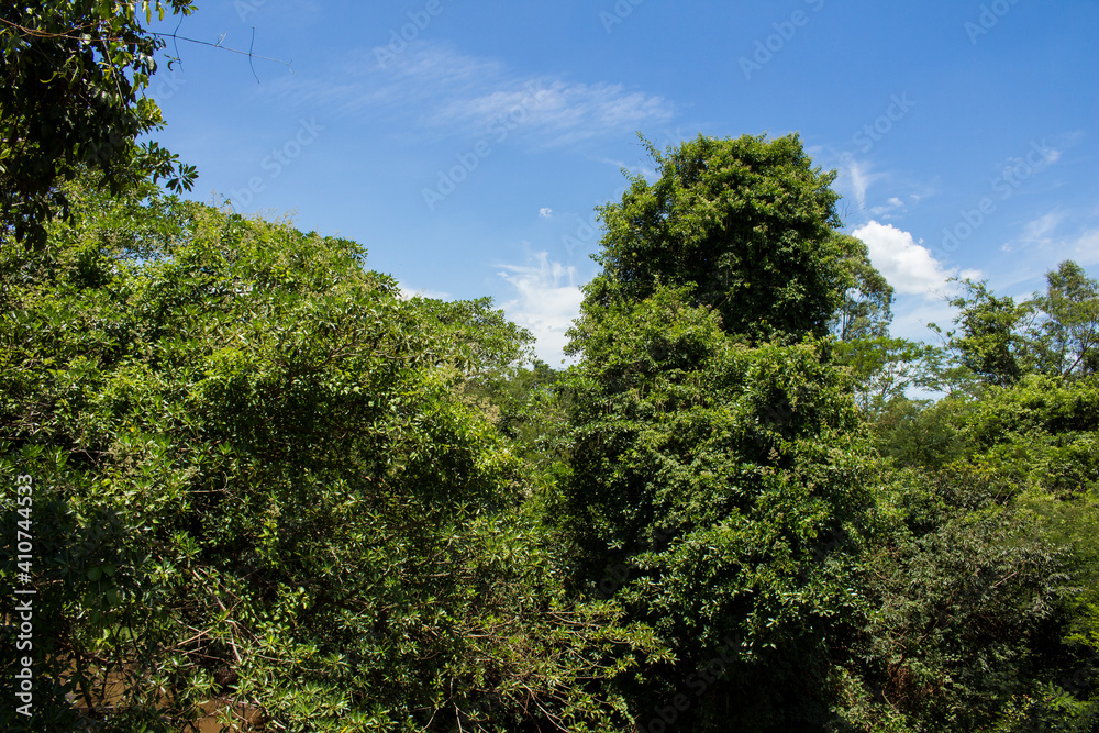 Sao Paulo contryside typical vegetation near Sao Lourenco river