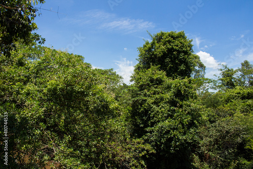 Sao Paulo contryside typical vegetation near Sao Lourenco river