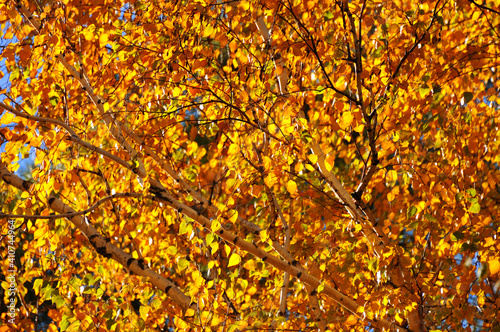 Background yellow leaf of autumn poplar tree. Nature landscape