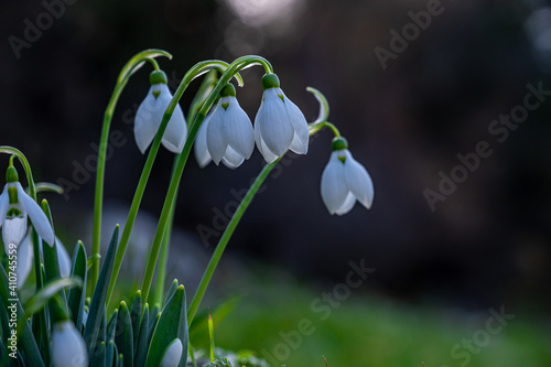 Spring snowdrop flowers nosegay part isolated on white background.macro photo with considerable depth of sharpness. photo