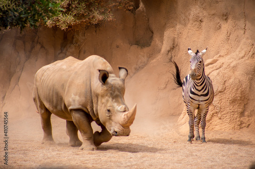 Fototapeta Naklejka Na Ścianę i Meble -  Rhinoceros, a horn is visible at a rhinoceros, a running rhino with a zebra