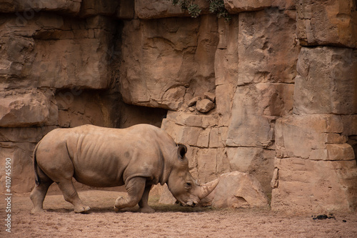 Rhinoceros  horn visible  running rhino