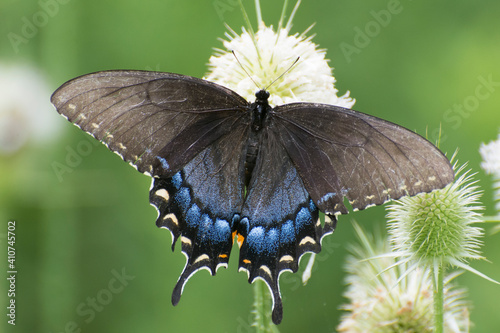 Butterfly 2020-70 / Eastern Tiger Swallowtail (Papilio glaucus)