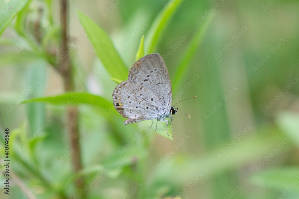Fototapeta premium Butterfly 2019-261 / Eastern Tailed Blue Butterfly (Cupido comyntas) 