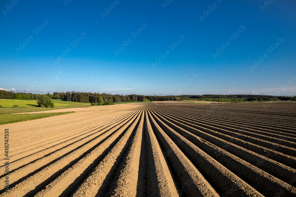 organic food and renewable energy, landscape with potato fields, new and fresh prepared potato fields in a spring landscape with cloudless sky