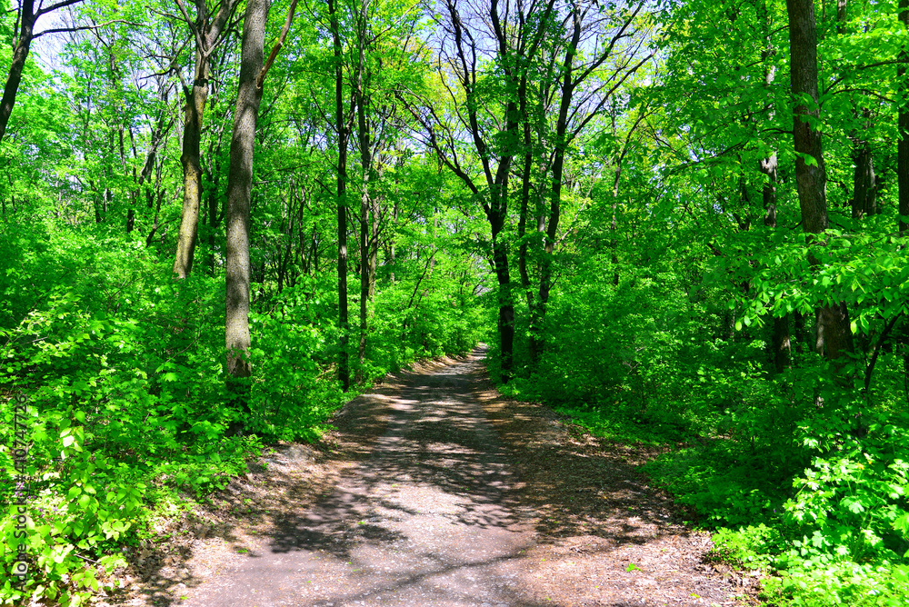Beautiful summer landscape of forest and trees with road against the sky Beautiful summer landscape of forest and trees with road against the sky