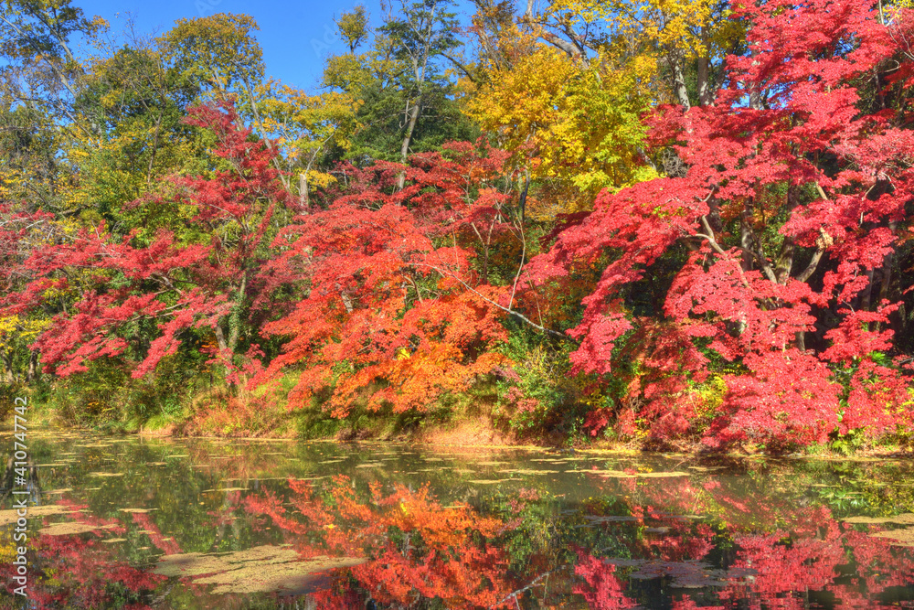 Obraz premium 植物園の紅葉