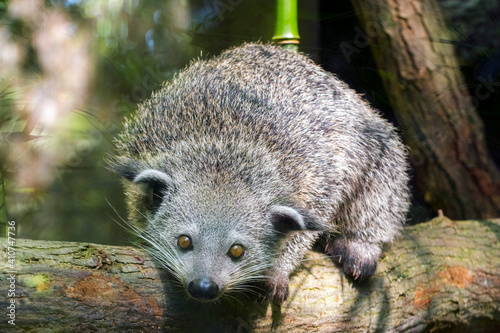 Binturong or bearcat baby on a tree branch photo