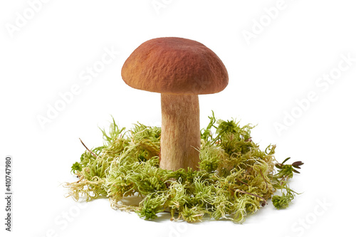 Composition with collected wild porcini mushrooms in a basket on a white background.