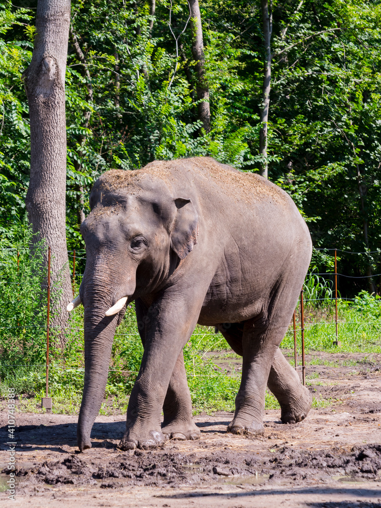 Asian elephant is walking in a forest enclosure