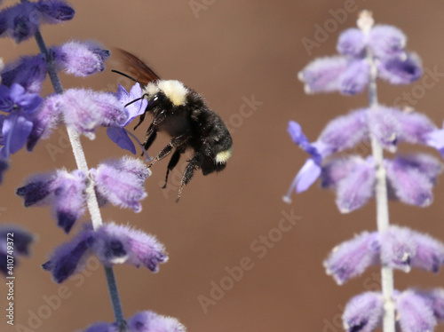 Yellow-faced Bumblebee on Russian Sage