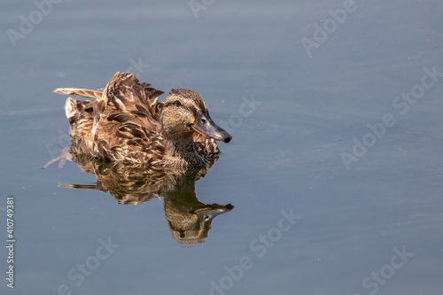 Female mallard duck with reflection in clean water. Waterfowl bird close up.  Anas platyrhynchos
