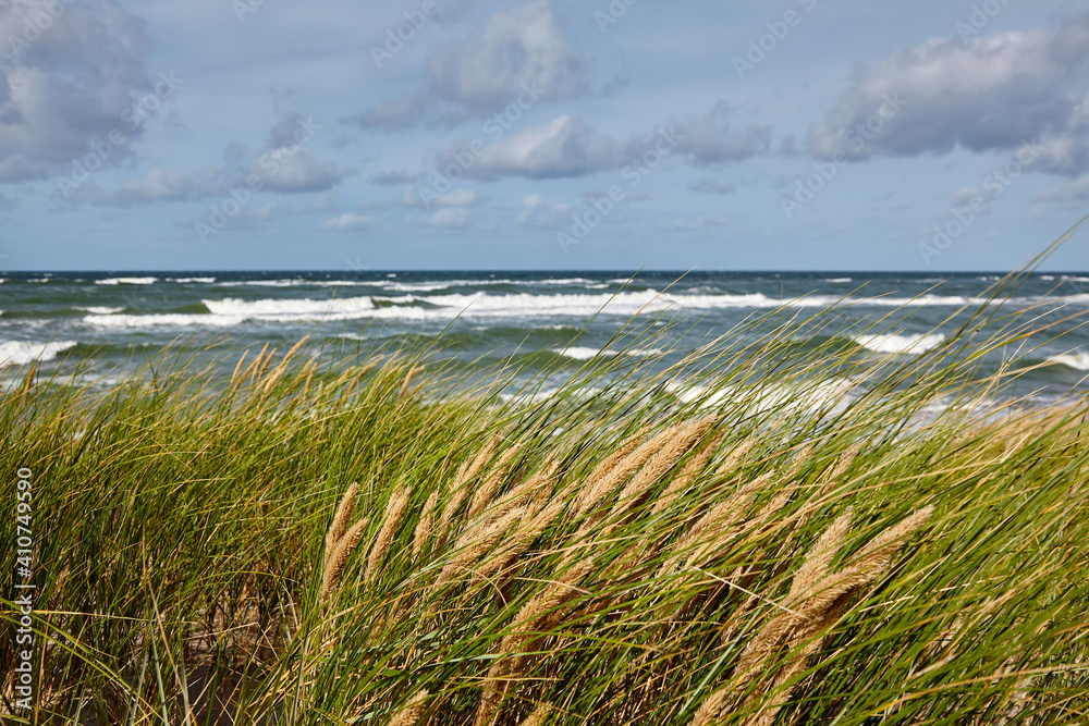 Ripe ears of grass on the seashore
