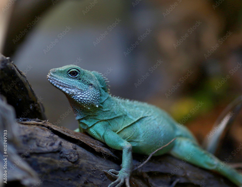 Obraz premium iguana on a tree