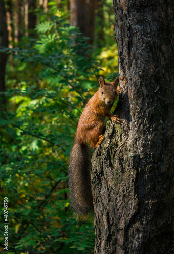squirrel on a tree photo