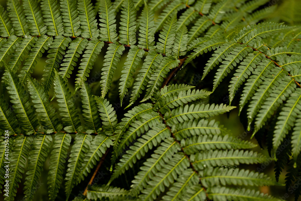 【テクスチャ】シダ植物の背景【植物】 【テクスチャ】シダ植物の背景【植物】