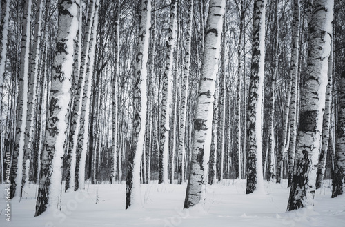 Birch trees in the snow