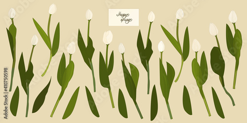 Vector Happy Spring lettering text on the card. Isolated separated white outline tulips on beige background