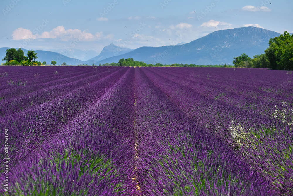 Fototapeta premium lavender fields of provence 