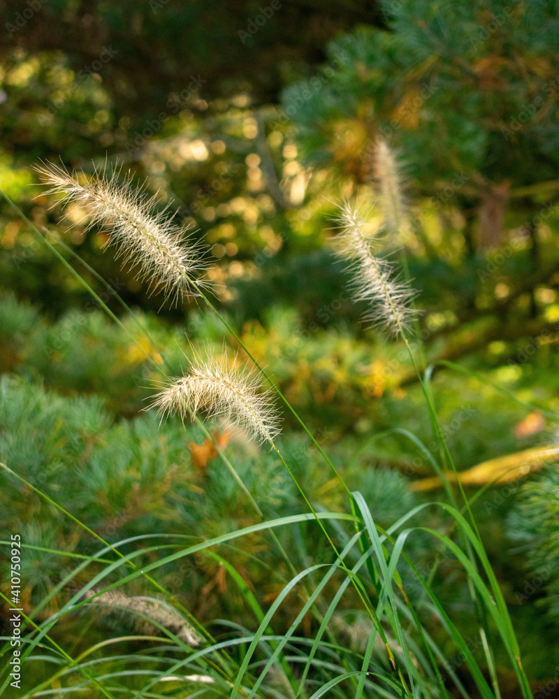 Summer Grass