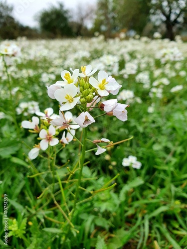 Diplotaxis erucoides. Field of white wild flowers at the forest