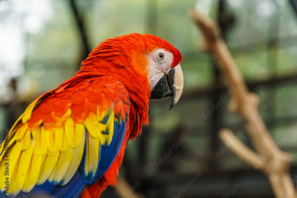 Beautiful Scarlet Macaw bird at zoo in Lembang Park and Zoo, Bandung, West Java, Indonesia. Closeup shot