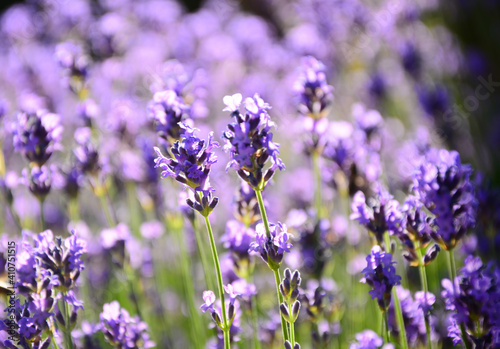 field of lavender