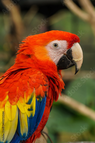 Beautiful Scarlet Macaw bird at zoo in Lembang Park and Zoo, Bandung, West Java, Indonesia. Closeup shot © Ismail Rajo