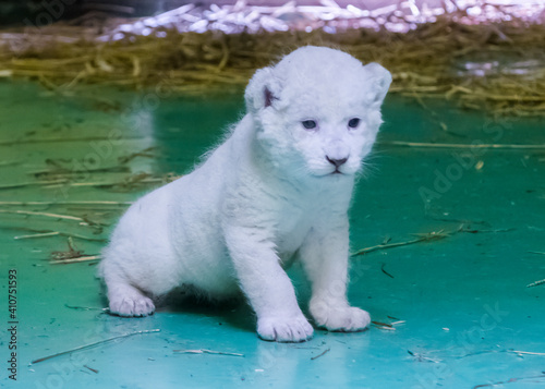 Fotografia White lion cub in a zoo house