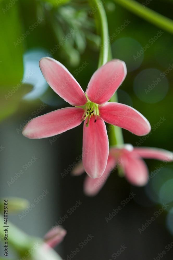 Fototapeta premium Combretum indicum(L.)DeFillipps or Quisqualis indica L.family COMBRETACEAE . Sweet flowers a bouquet , close up photo. Flower with fragrance all day . Quisqualis indica also known as the Chinese honey