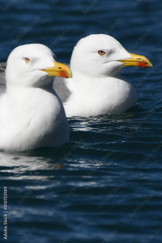 Fototapeta premium GAVIOTA