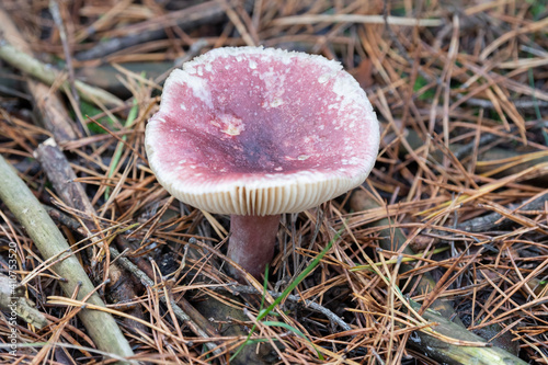 Photos Purple Brittle gill mushroom with fading fruitbody, towards the cap rims