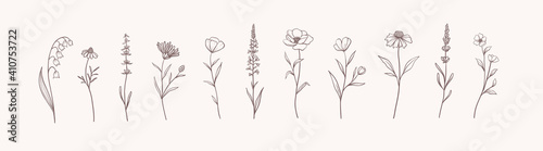 Set of Herbs and Wild Flowers. Hand drawn floral elements. Vector illustration