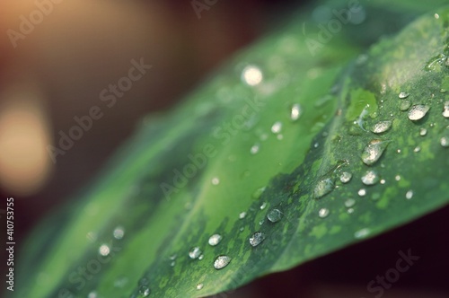 Closeup of raindrops on a variegated leaf. Alocasia odora, Selective focus.