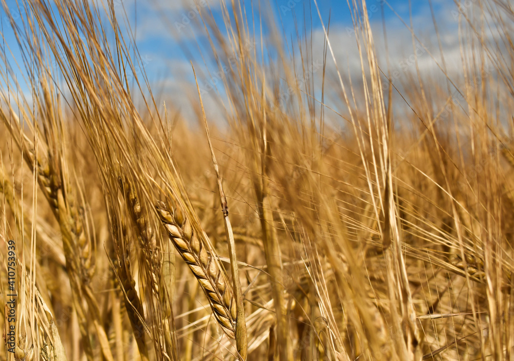 wheat field