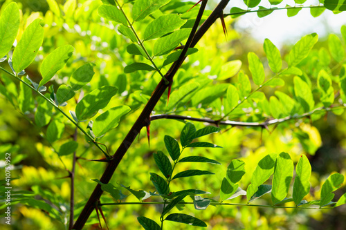 Acacia leaves in sunlight . Fresh nature background 