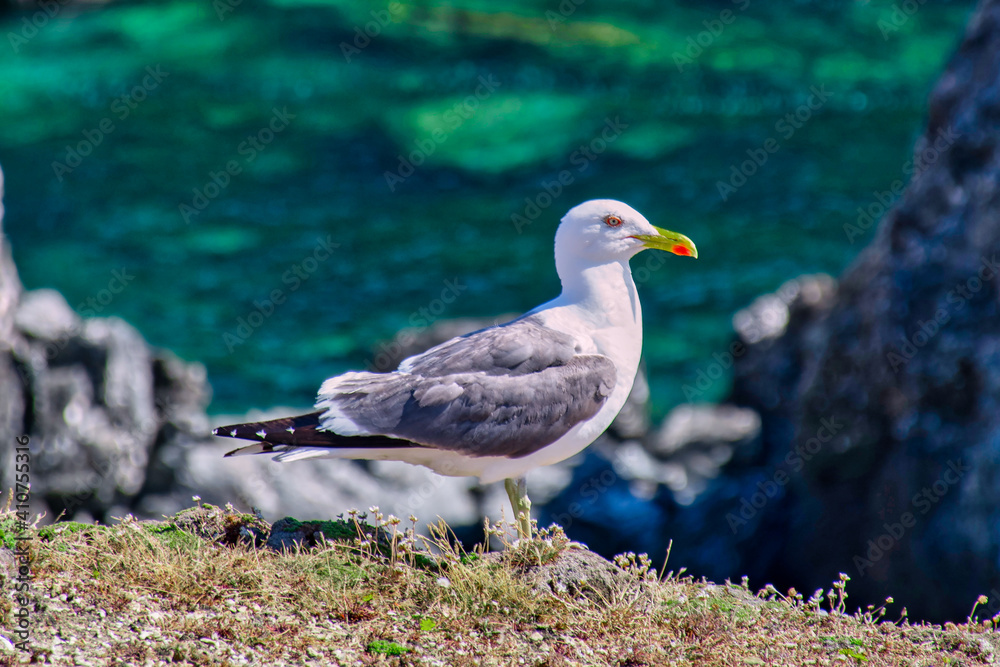 Seagull Scanning the Sea at Port Coton Seagull Scanning the Sea at Port Coton