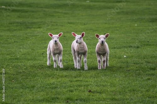 3 little lambs