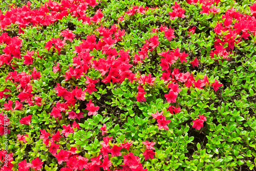 国分城山公園 満開の赤いツツジの花 