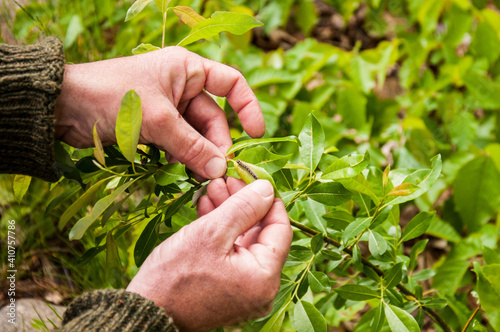 Identifying tree species
