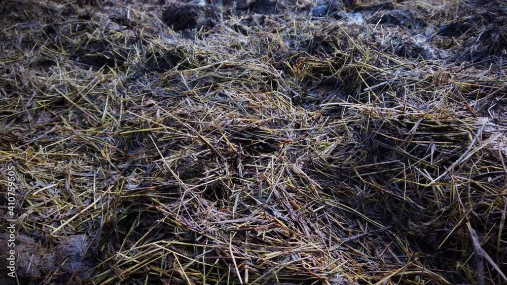Muddy wet dirt mixed with hay and straw and horse shit. The blue sky reflects in the puddle. Muddy wet dirt mixed with hay and straw and horse shit. The blue sky reflects in the puddle.